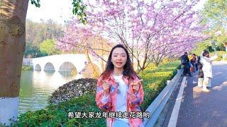 重庆园博园的樱花美翻啦