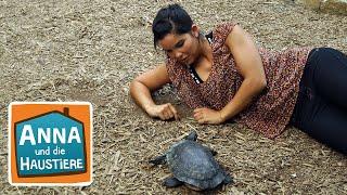 Schildkröte | Information für Kinder | Anna und die Haustiere