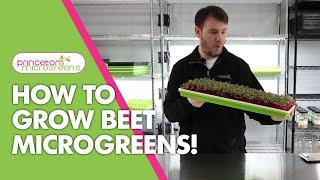 How to grow Beet Microgreens!