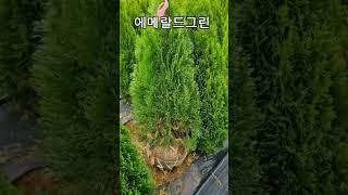  울타리 조경, 에메랄드그린을 강력추천합니다 