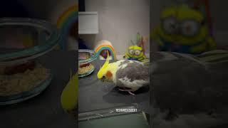 Loubert's Weekend Fit of Head Bonking Displeasure! | Tiel Named Loubert