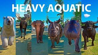 Heavy Aquatic Animals Speed Races in Planet Zoo included Hippo, Elephant, Bear, Moose, Buffalo