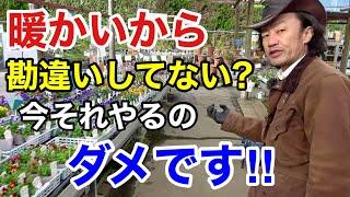 【お気をつけ下さい】12月にやってはいけない園芸作業があります　　【カーメン君】【園芸】【ガーデニング】【初心者】