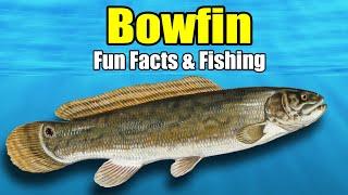 Bowfin – Fun Facts & Fishing