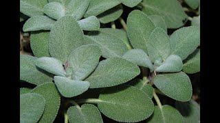 Sage 101 - Nutrition and Health Benefits of Sage