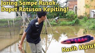 PANEN KEPITING DI JARING! KASIH MAKAN MARU RED PAKE KEPITING