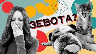 Почему зевота заразительна? Хороший Вопрос