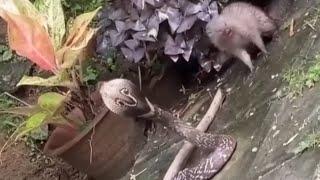 Cobra has no idea what to do | Cobra Vs Mongoose Real meet | Animals