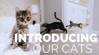 INTRODUCING OUR KITTEN TO OUR CAT | HEATHER FERN