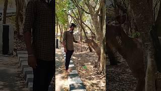 tirupati #viral #love #song #teve2 #music