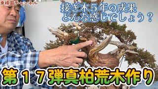 【盆栽】第１７弾　真柏荒木作り　枝接ぎ５年の成果！