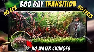 380 Days to a Perfect Eco-System - Trash Tank to Stunning Planted Aquascape! NO C02 Dirted Aquarium