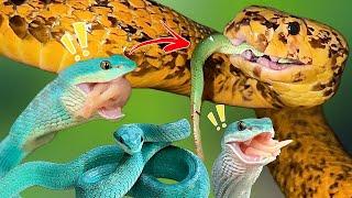 Golden Cobra EATS Blue Vipers!