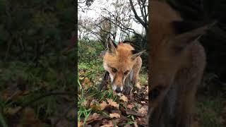 Pumpkin the blind fox chewing leaves in Hampstead Heath