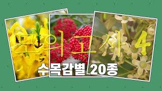 조경기능사 실기 수목감별 표준수종 20종 모의고사 4