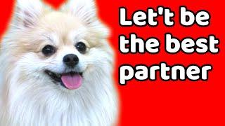 How to Build Better Relationship with Dog|Good Relationship Based Easy Puppy Training|DogTraining101