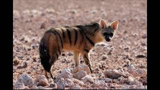 Somali wildlife (aardwolf) weer calaan