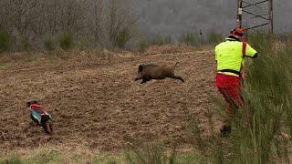 BOAR RUNS OVER DOG HANDLER | Driven hunt in the blackberry carpet (Hunt 2024)