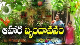 మేడపై ఆహార వనం - ఆహ్లాద వాతావరణం || Terrace Garden as food park || Mamatha