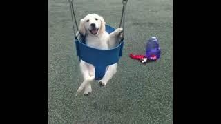 Shorts | Cute Pup Is On The Swing  |  LillyShorts
