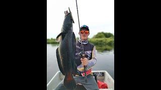 BLACK TOMAN FISHING 米诺钓黑多曼