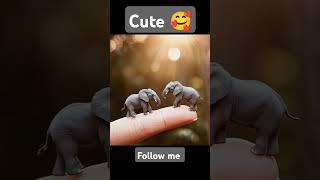 Cute Animals Shorts #animals #cute #shorts