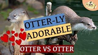 Why Do Otters Clean Their Fur? | North American Otter vs Eurasian Otter