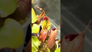 #nepenthes Veitchii