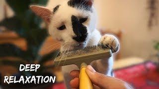 ASMR Cat Purring & Brushing Sounds (Deep Relaxation) - No Talking