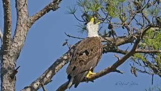 Urban bald eagles nesting in the middle of town