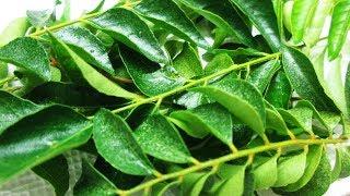 How to store curry leaves more fresh for several weeks ?