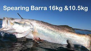 Spearing Barramundi 16kg and 10.5kg