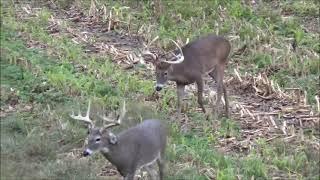 Illinois giant whitetails