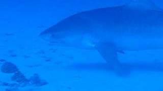 11ft. Tiger Shark