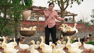 How to Make Delicious Duck - The Process of Caring for & Harvesting Ducks on the Farm for Sale!