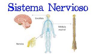  ¿Qué es el Sistema Nervioso?  [Fácil y Rápido] | BIOLOGÍA |