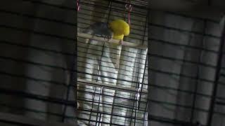 Grumpy budgie, love bird