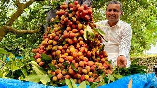 Harvesting A Lot Of Lychee Fruit Goes To Market Sell |  Farm Life | Mubashir Saddique | Village Food