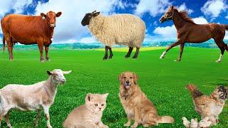 Farm Animal Food - Cows, Chickens, Pigs, Goats, Horses, Dogs, Cats - Familiar Animals