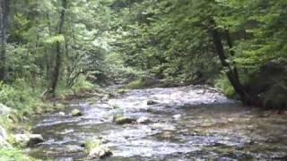 Natur-Paradies Bergschlucht - nature paradise in the canyon