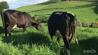 Milking dairy cows in New Zealand|| A day in my life as a dairy farmer||#nzfarming