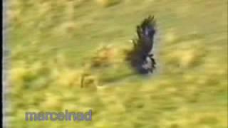 hunting wolves with a golden eagle in Mongolia. Kazajstán-Ky