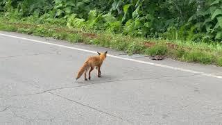 Fox on the road