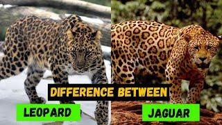 What are the Difference Between a Jaguar and a Leopard - Comparison and Hidden Facts