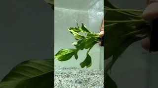 NEW ANUBIASANUBIAS HETEROPHYLLA Aquarium Plant For Sale!