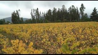 Chile - Valle de Casablanca - Rodrigo Soto Explains