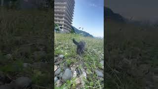 Jumper kitten #ytshorts #fypシ #nature #beautiful #animals #cat #kitten #shorts #short #pets