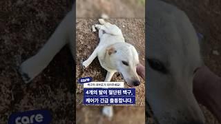 4발목을 모두 절단당한 참혹한 아이를 구조하려 합니다. #동물구조