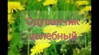 Одуванчик  - ценное лекарство - лечит желудок, простату, диабет, кожные болезни, нервы, психику.