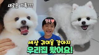 세상 귀여운 강아지가 우리 집에 왔어요! 설마 새로운 가족??? 하루종일 심쿵 24시간 강아지 돌보기 가족 일상 | 말이야와친구들